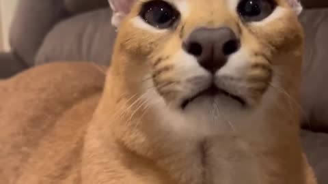 Caracal meow