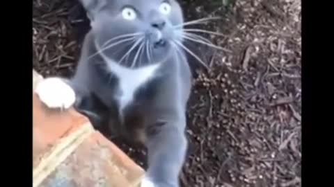 Funny cats makes you laugh🤣🤣