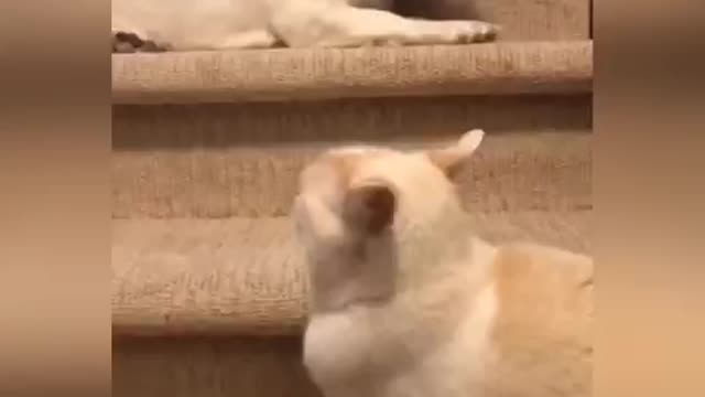 The chase of cats and dogs upstairs