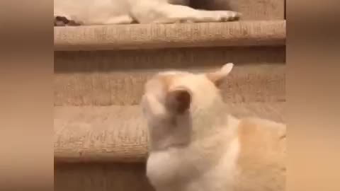 The chase of cats and dogs upstairs