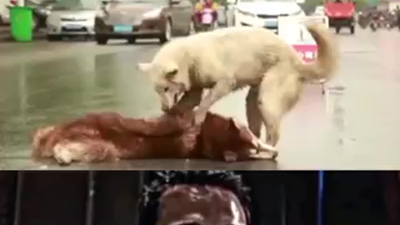 Save pets
