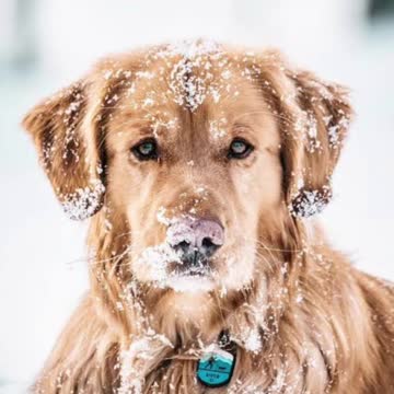 dog from other countries in winter