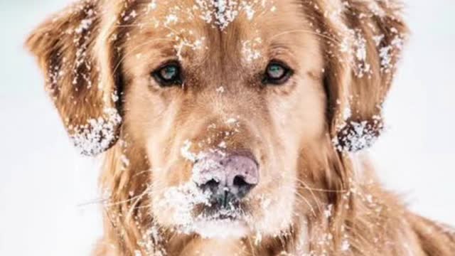 dog from other countries in winter