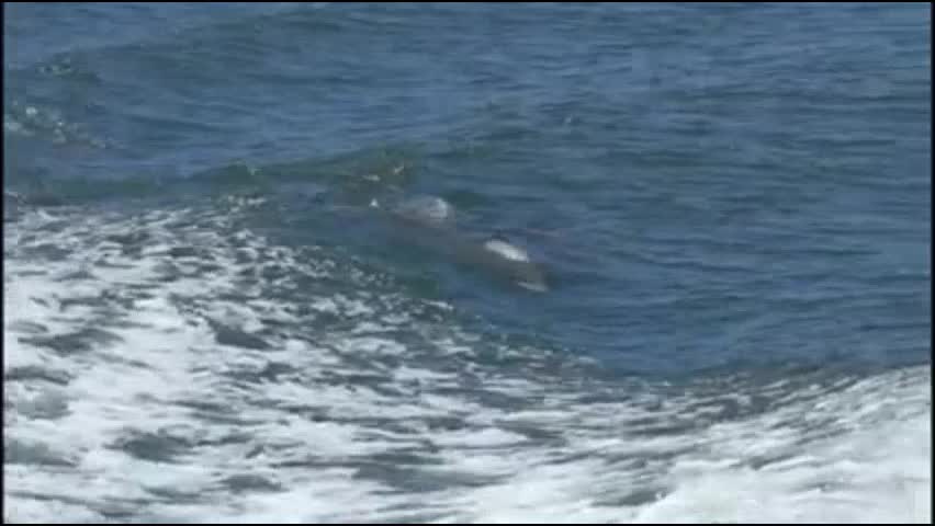 wild dolphins swim