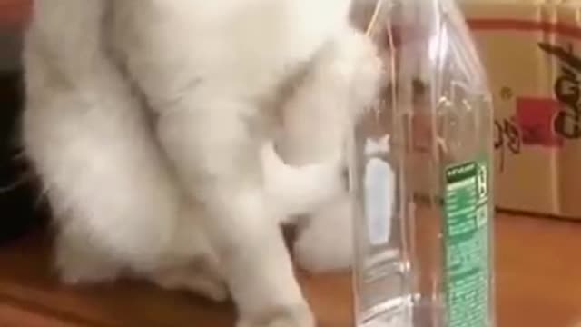 Lovely funny cat