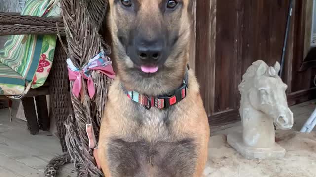 Malinois Drive under control