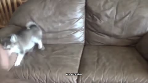 ANIMALS FUNNY VIDEO