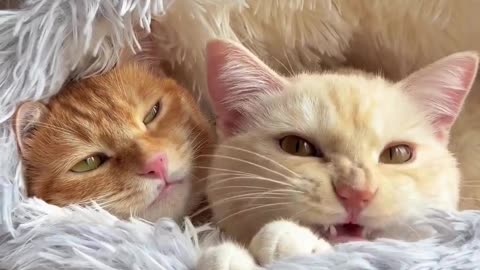 Cute And Funny Cats 😍😍😅😅 #viral #shorts #reels #cat #cats #pets #catsshare