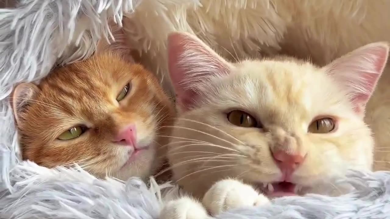 Cute And Funny Cats 😍😍😅😅 #viral #shorts #reels #cat #cats #pets #catsshare