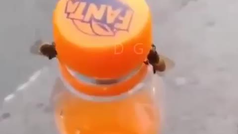 Two Bees Opened Bottle Cap