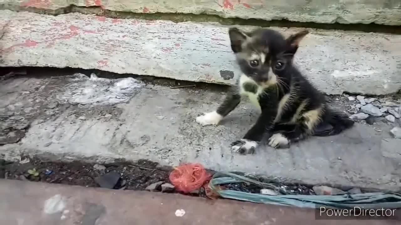 POOR KITTEN WITH BROKEN LEGS!! 😭😭😭