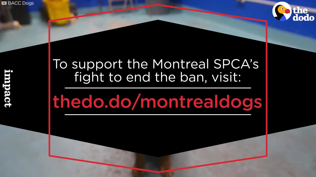 Montreal's Pit Bull Ban Just Went Into Effect