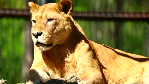 Lioness laying in the sun