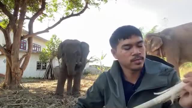 Hungry elephant baby