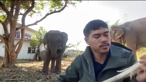 Hungry elephant baby