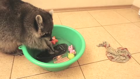 Raccoon decides to wash and rinse owner's smartphone