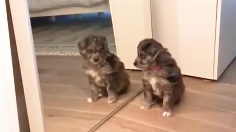 The puppy who was amazed by himself in the mirror