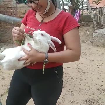 Too many cute rabbit