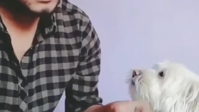 Watch the cutest dog in the world