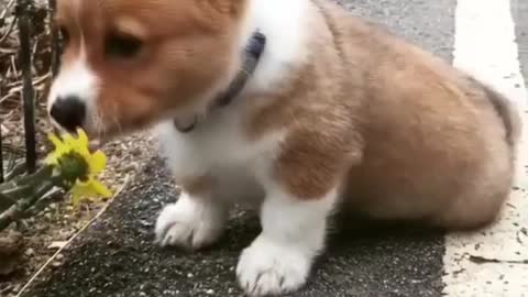 The flower-picking thief dog, the response is a bit slow