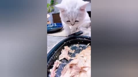 Hungry Kitten,