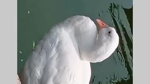 Nature's love - Peace