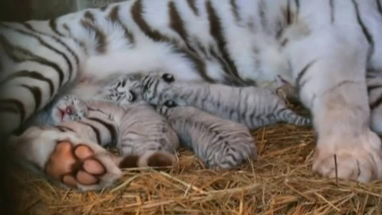 Rare tiger cubs born at Japanese zoo