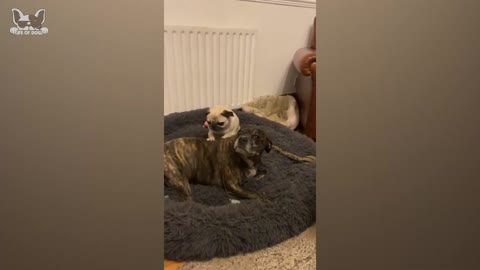 Adorable Dogs reaction video