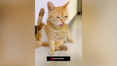 Funny video hindi #Funnyvideo #animalsfunnyvideo