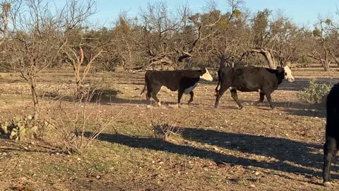 84-Spring calving Angus, AngusX, Herefords