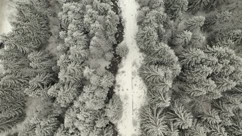 River Stream Surrounded By Winter Forest