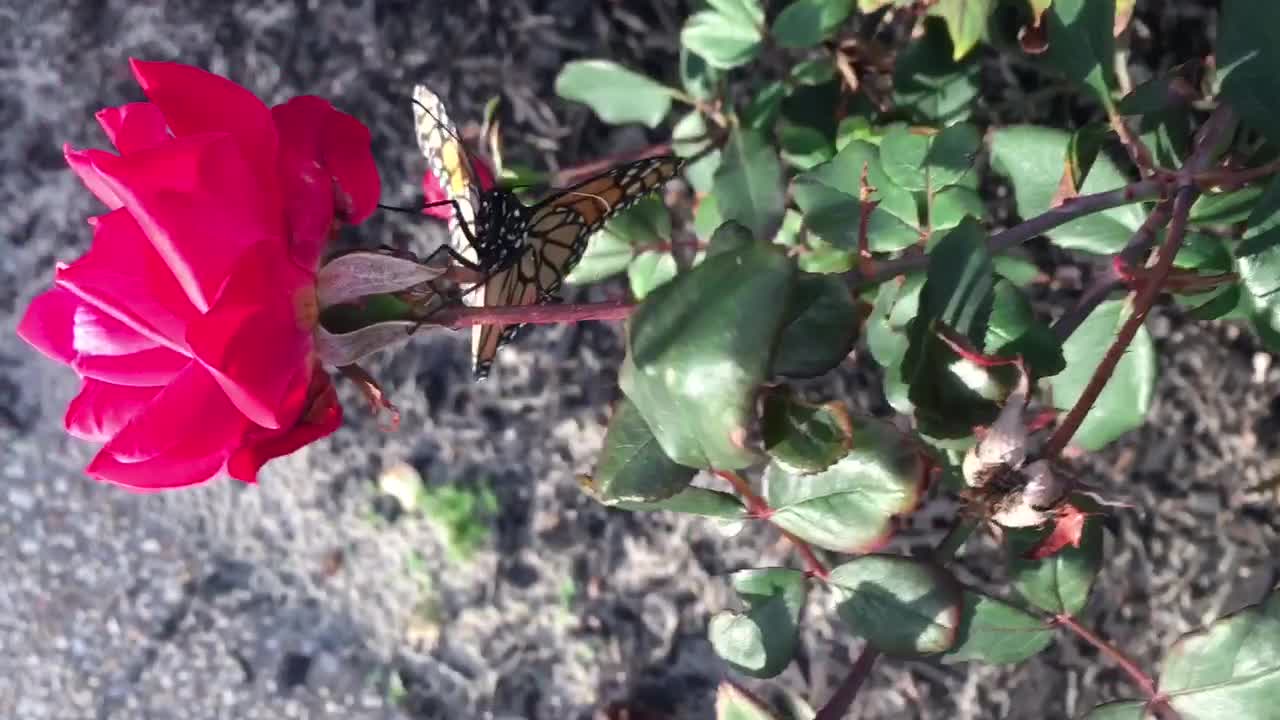 Saving a Butterfly