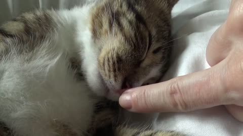 Hooman Tickles My Paw