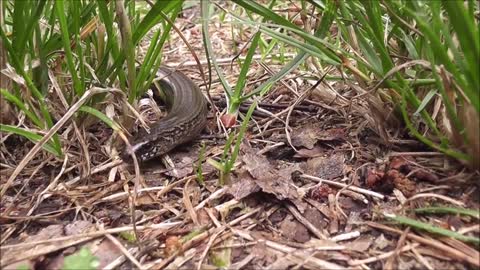 A Snake Crawling In The Ground