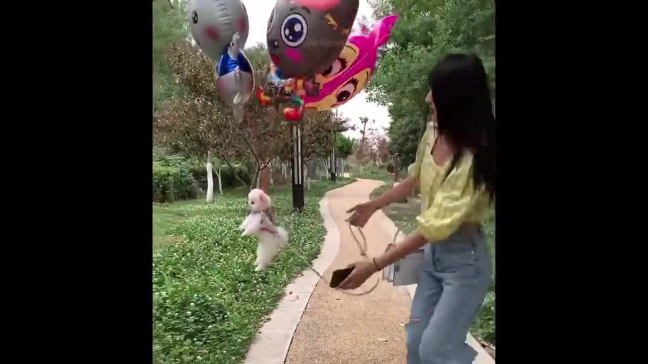 Funny animals - Funny cats / dogs