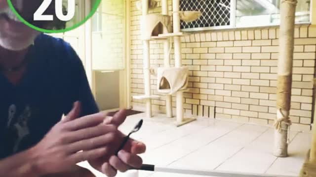tricks cat video