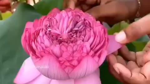 Thousand petal
