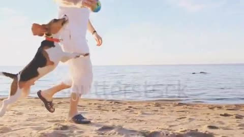 Cute dog jumping with owner training video
