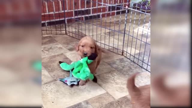 Cute and funny Dogs video compilation