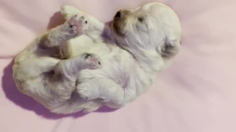 Puppy is stretching on the bed