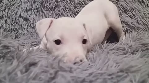 Sweet amstaff puppy