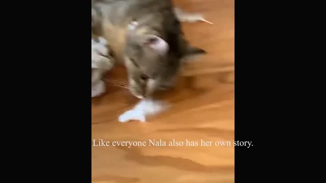 Funny Cute Animals Adopting a cat - The story of the rescued cat