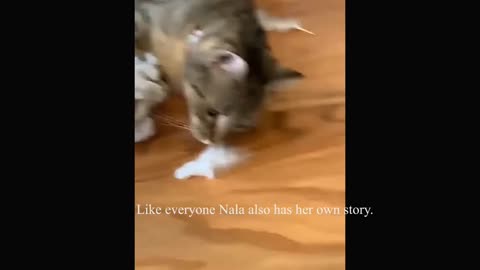 Funny Cute Animals Adopting a cat - The story of the rescued cat