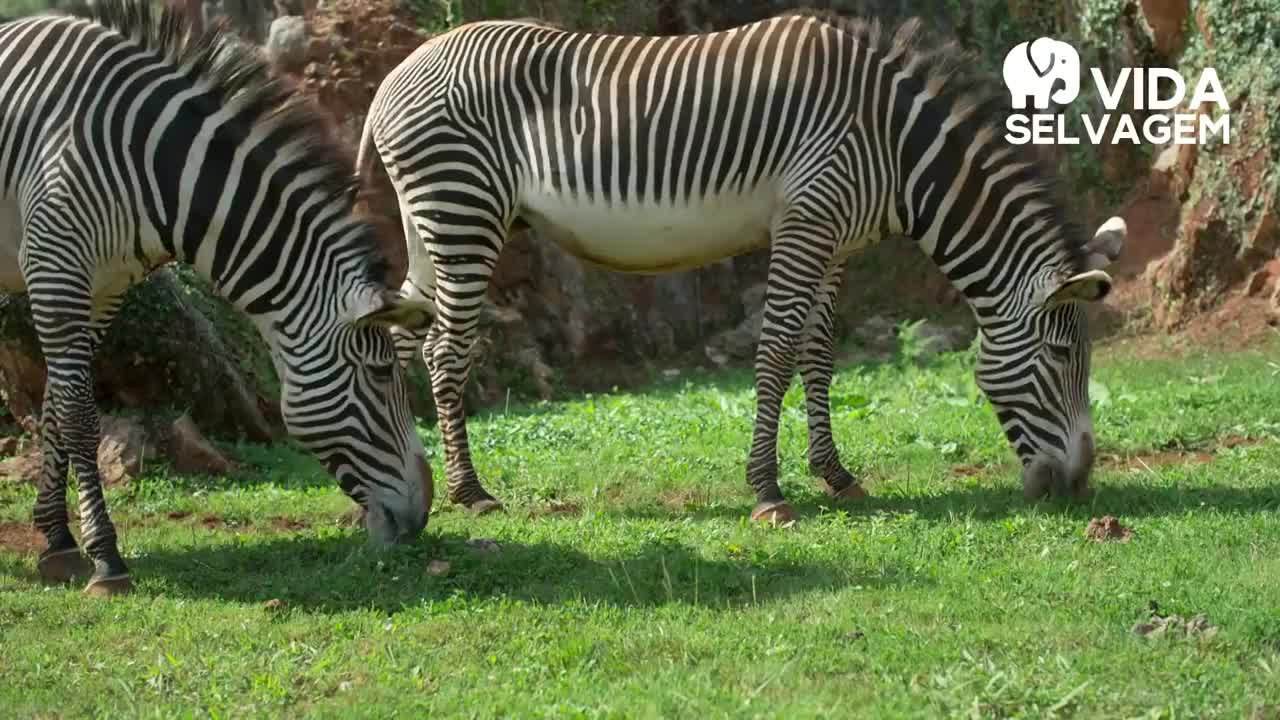 MALE OF ZEBRAS - WILDLIFE