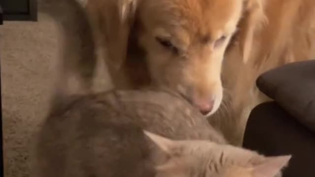 Funny (look in desc for suprise)