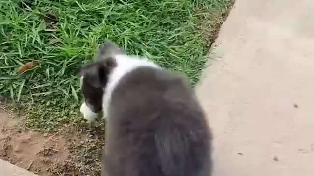 Rumble video baby dog cute funny