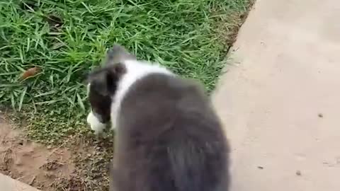 Rumble video baby dog cute funny