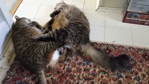 fight between two fat cats