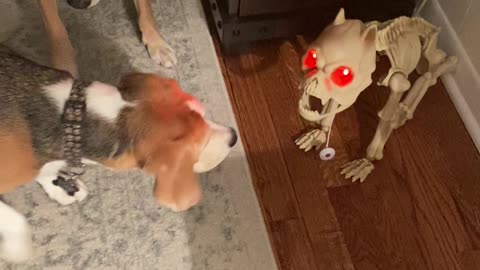 Dogs afraid of Halloween skeleton dog