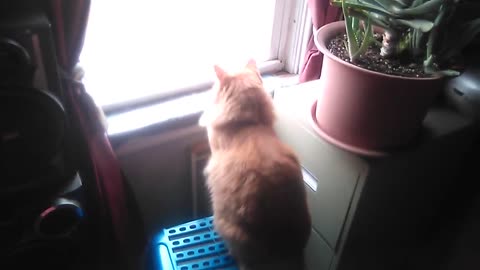 Gunga spending his morning watching the birds!